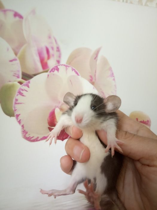 Дамбо стандарт добрі криси щурики Рекс крыса клетка доставка