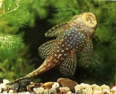 Продам  Сомиков и Рибок.Розпродажа