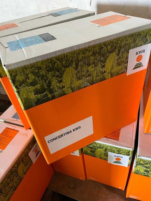 КОНЦЕРТІНА КВС - насіння цукрового буряку