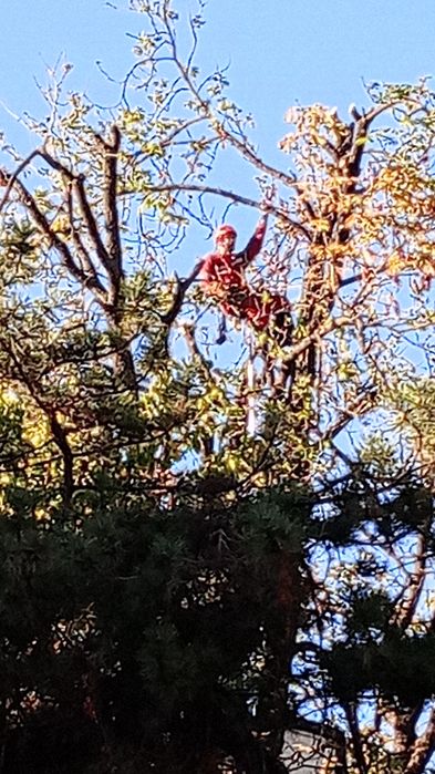 Удаление аварийных деревьев