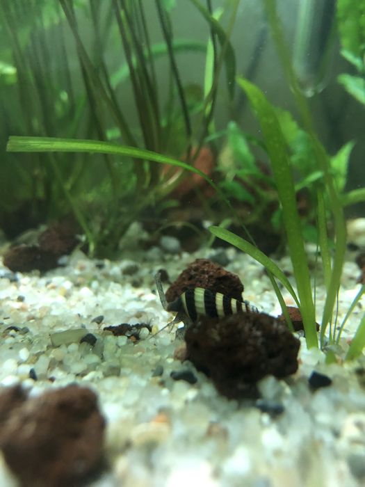 Ślimaki Helenki (Anentome helena) z własnego akwarium