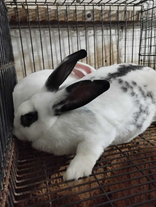 Coelhas para Reprodução