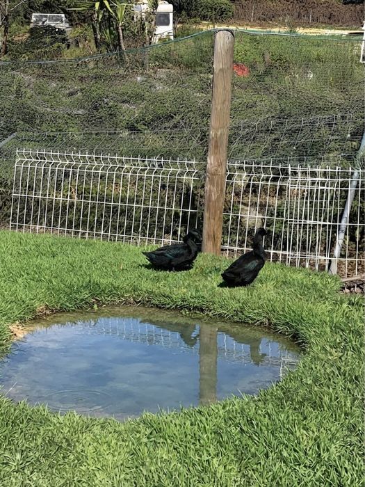 Ovos ferteis pato cayuga
