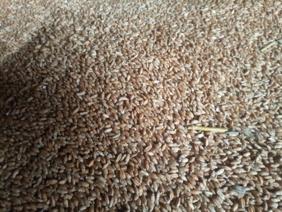 Pszenżyto zbiór 2025