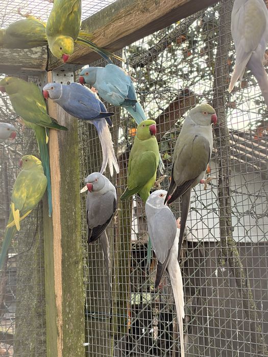 Femeas adultas verde butercup opalinas malhadas entre outras