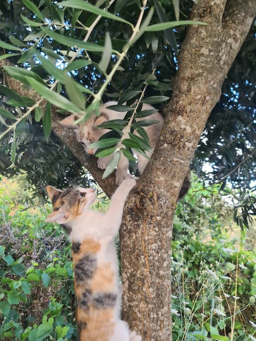 Gatinhas para adoção responsável