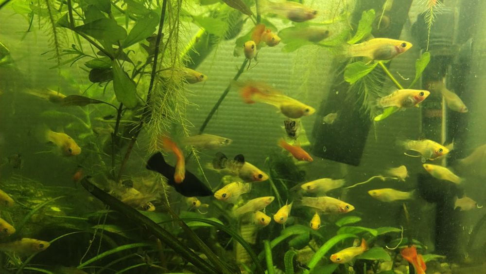 Молінезія  – 10 грн/шт