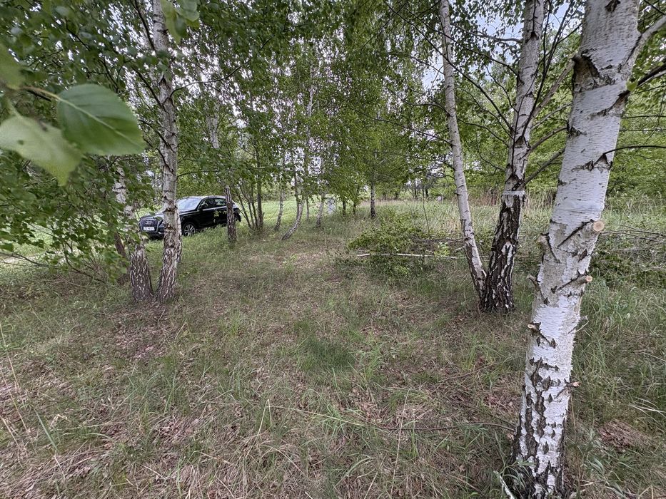 Oddam drzewa BRZOZA I CZEREMCHA AMERYK. za wycinke i wykarczowanie