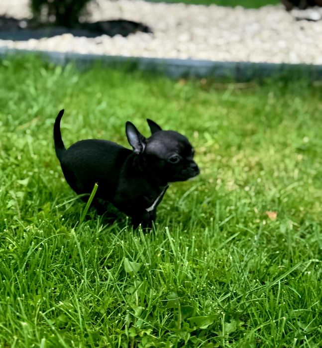 Szczenięta chihuahua piesek