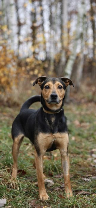Młody energiczny pies szuka domu