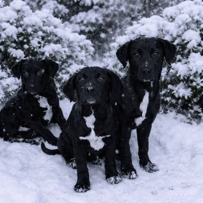 Цуценята хлопчики в добрі руки