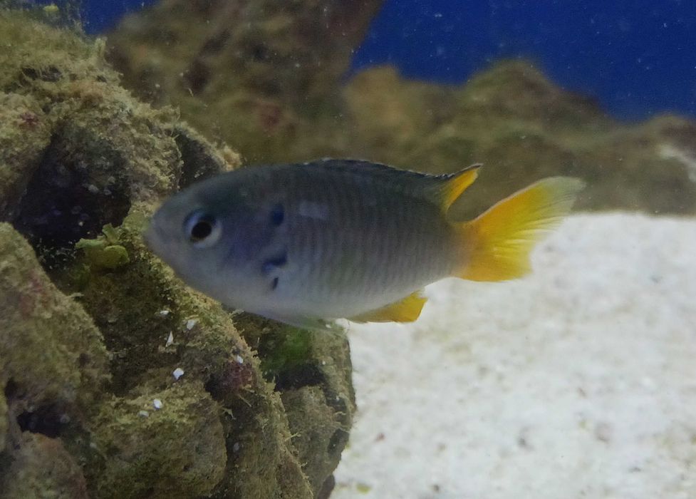 Neopomacentrus nemurus. Morskie
