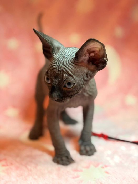 Канадський сфінкс