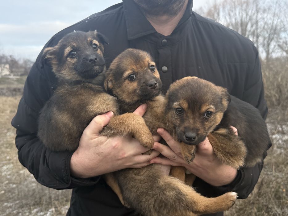 Маленькі собачки шукають велику любов!