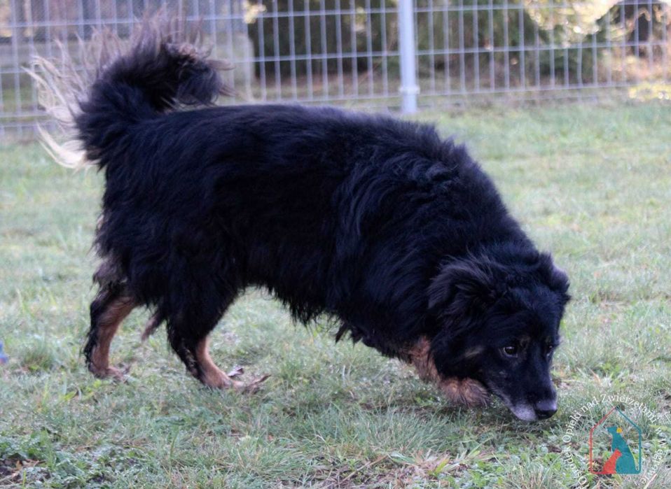 Stracił wszystko, ale można go jeszcze uratować - adoptuj seniorka