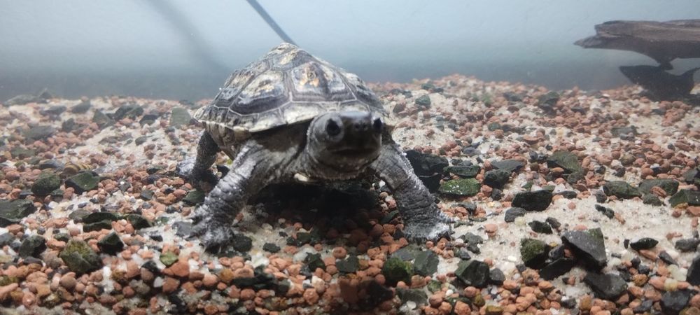 Żółw chiński do oddania