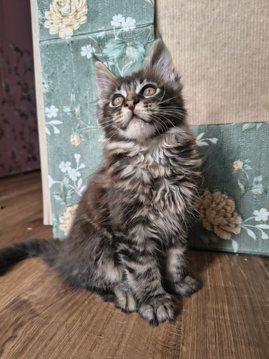 Kocurek Maine Coon