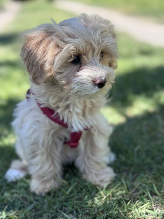 Wyjątkowa suczka Maltipoo F1 | Domowa hodowla |