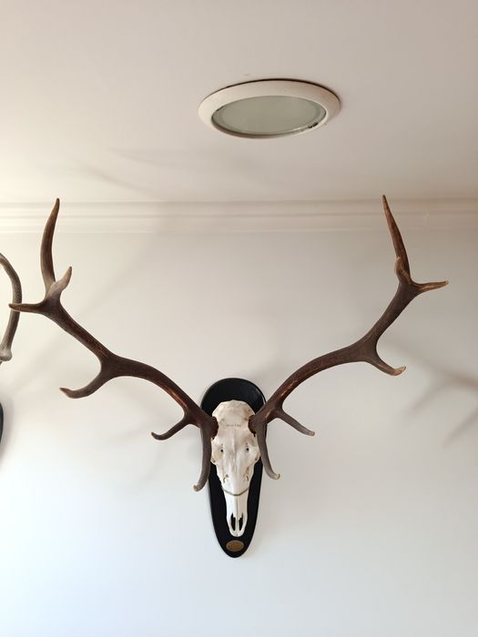 Troféu de Veado ibérico