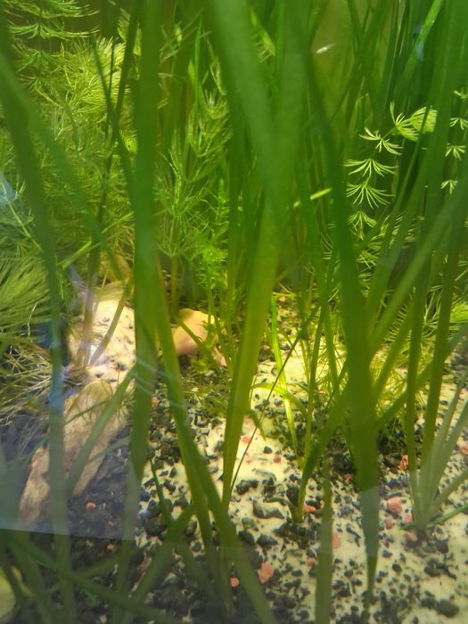 Akwarium 112l plus filtr aquael