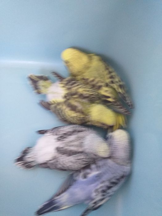Píriquitos bebes para criar à  mão