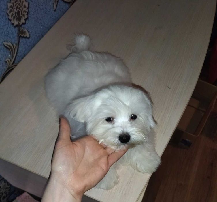 Мальтезе балонка