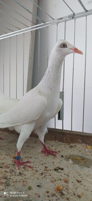 Srebrniak Srebrniaki Perłowy