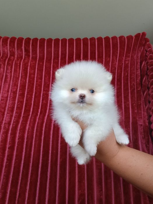 *Pomeranian Mini XS typ misia Piesek ELVIS*
