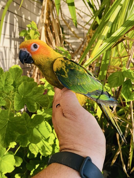 Aratinga do sol domesticado grande oportunidade.