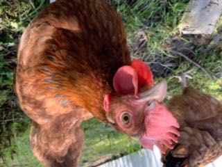 wiejskie kurze i kacze jajka jaja