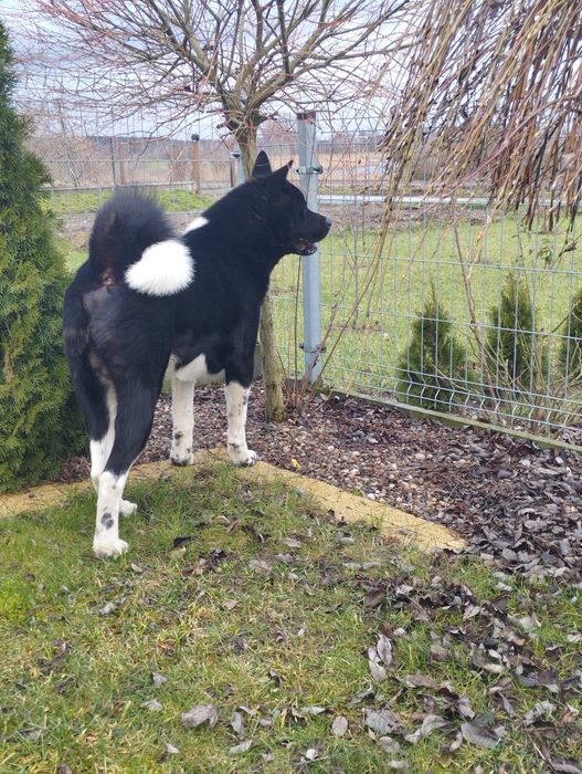 Akita amerykańska-dorosły pies