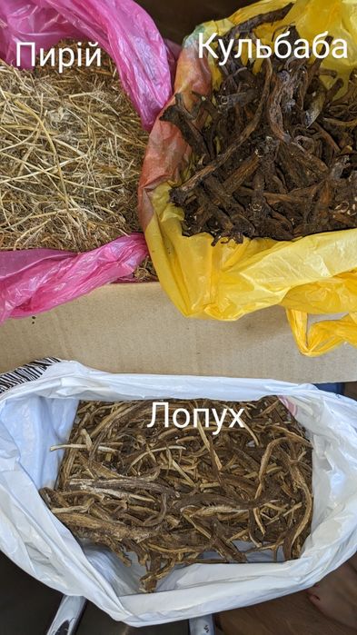 2025 року збір  !! Корінь лопуха та інші