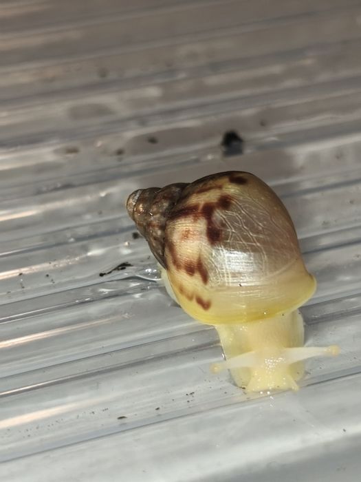 Ślimaki Afrykańskie