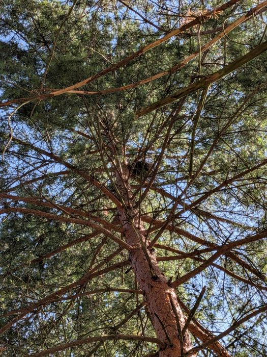 Decyzja środowiskowa