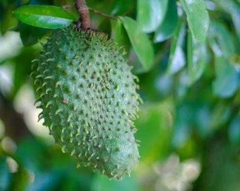 Саджанці Аннона, Саженцы Аннона