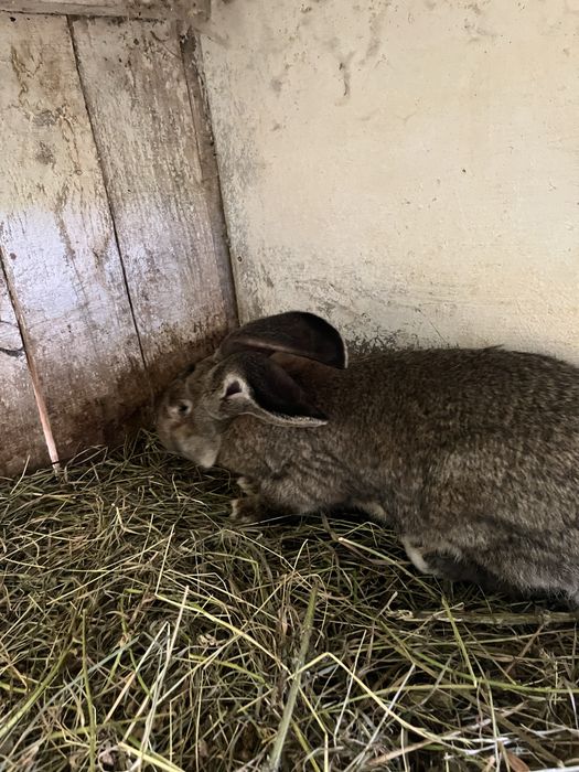 Кролі породи Фландер