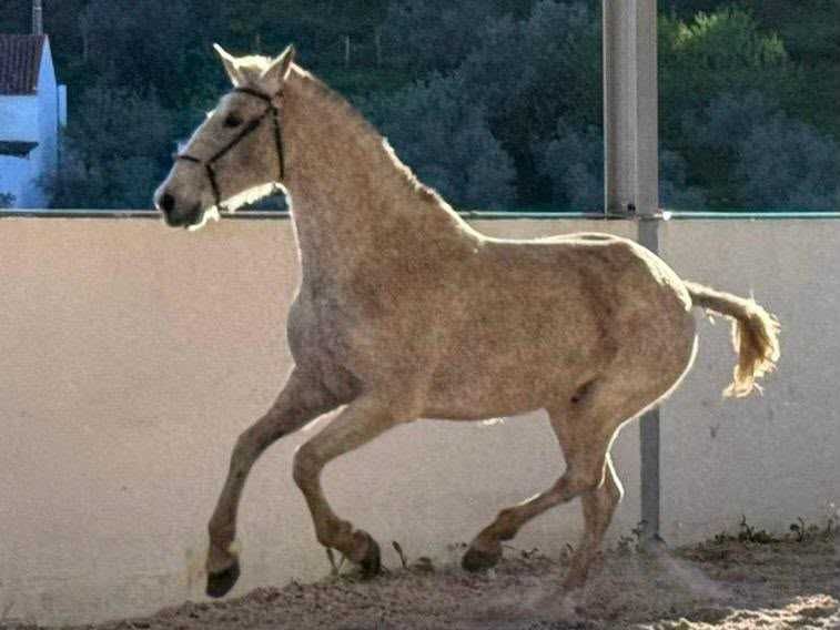 Égua Puro Sangue Lusitano Pontuada