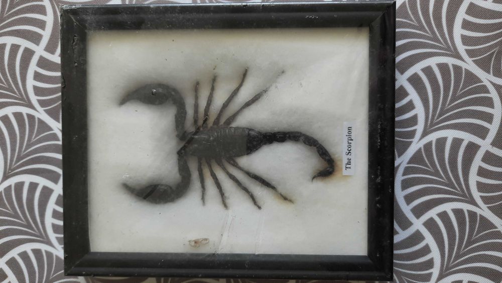 Ususzony Duzy scorpion w ramce za szyba Stan Nowy w folii