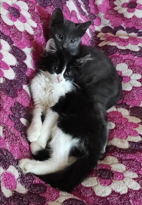 Отдам даром в добрые руки серого и черно-белого котят