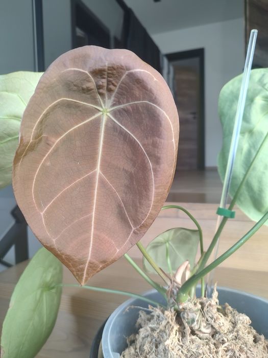 Anthurium forgetti xl
