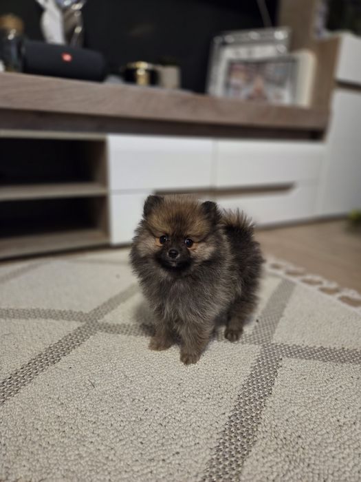 Szpic miniaturowy piesek