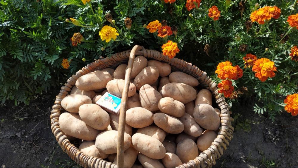 Американка посадочна сіменна картопля посадкова