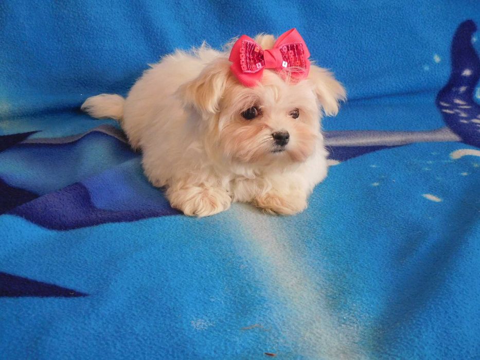 mini Maltańczyk sunia 8tyg, odbiór od 25.01 miniaturka