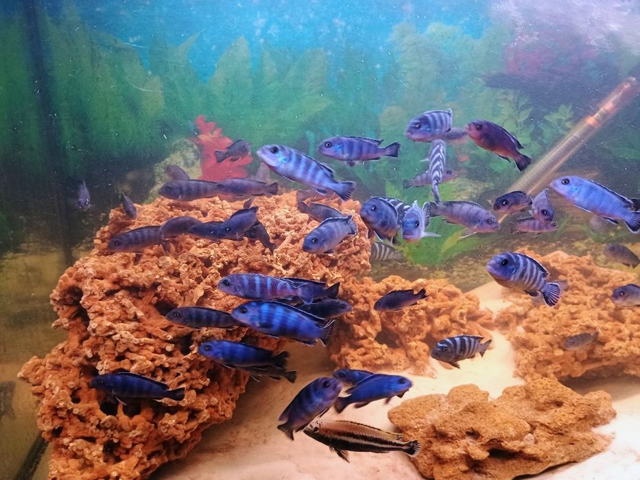 Малавійські цихліди