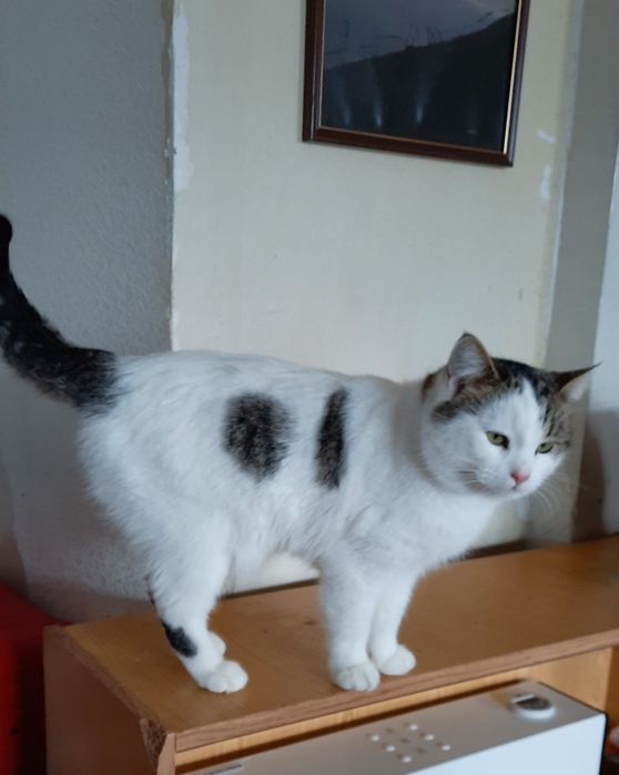 Стерилизованые котики и кошечки ищт семью