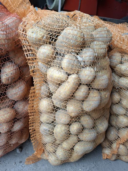 Ziemniaki żółte –  Ignacy