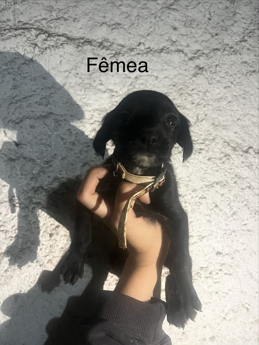 Cãezinhos Para Adoção Responsável