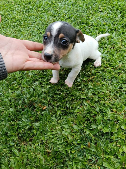Jack Russel fêmea  linda