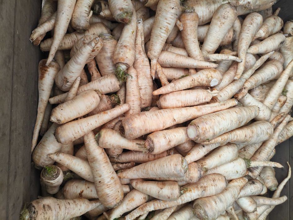 Sprzedam pietruszkę