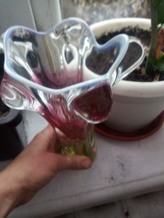 Крокус. Josef Hospodka. Чехия.